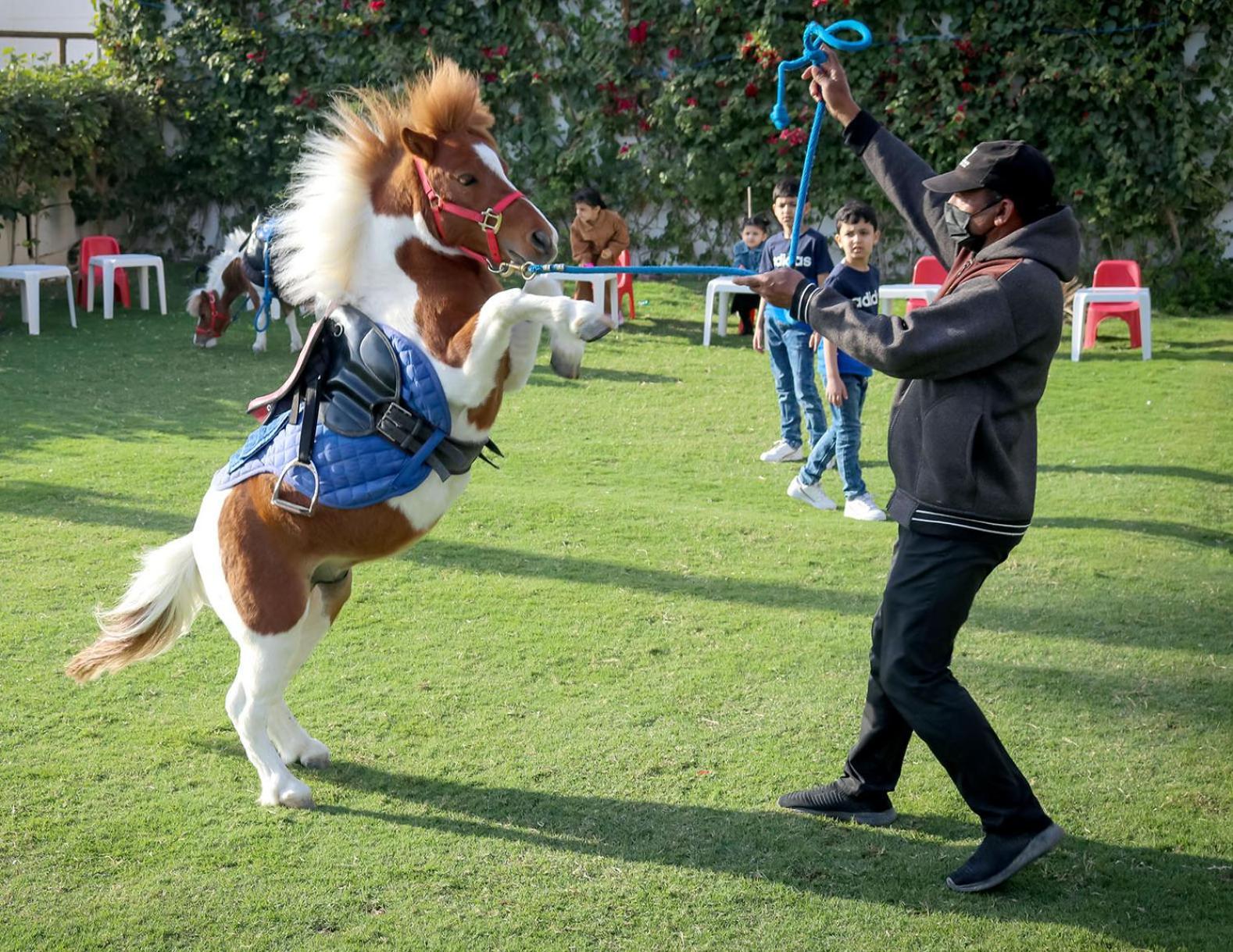 Lagoona Beach Luxury Resort And Spa Манама Экстерьер фото The photo shows a small horse or pony rearing up on its hind legs. The pony is wearing a blue saddle and is being led by a person who is holding a rope. The person is wearing a mask and appears to be encouraging the pony to perform. In the background